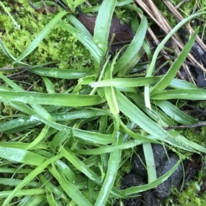 Luzula sp. at Bruce, ACT - 27 Jul 2021 10:30 AM