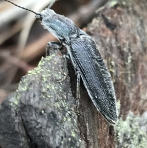 Crepidomenus sp. (genus) at Bruce, ACT - 27 Jul 2021