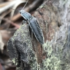 Crepidomenus sp. (genus) at Bruce, ACT - 27 Jul 2021