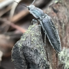 Crepidomenus sp. (genus) at Bruce, ACT - 27 Jul 2021