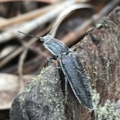 Crepidomenus sp. (genus) at Bruce, ACT - 27 Jul 2021