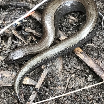 Hemiergis talbingoensis (Eastern Three-toed Earless Skink) at Bruce Ridge to Gossan Hill - 27 Jul 2021 by Tapirlord