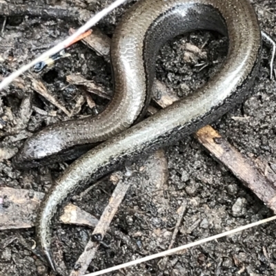 Hemiergis talbingoensis (Three-toed Skink) at Bruce, ACT - 27 Jul 2021 by Tapirlord