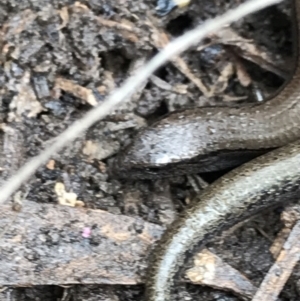 Hemiergis talbingoensis at Bruce, ACT - 27 Jul 2021