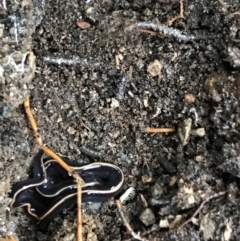 Caenoplana coerulea (Blue Planarian, Blue Garden Flatworm) at Bruce Ridge to Gossan Hill - 27 Jul 2021 by Tapirlord