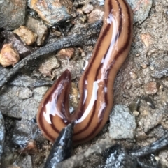 Anzoplana trilineata (A Flatworm) at Bruce Ridge to Gossan Hill - 27 Jul 2021 by Tapirlord