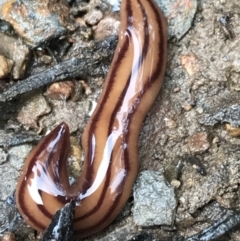 Anzoplana trilineata at Bruce, ACT - 27 Jul 2021 11:00 AM