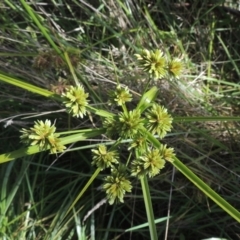 Cyperus eragrostis (Umbrella Sedge) at Flea Bog Flat, Bruce - 11 Apr 2021 by michaelb