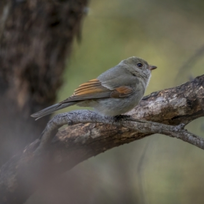 Pachycephala pectoralis (Golden Whistler) at Kambah, ACT - 24 Jul 2021 by trevsci