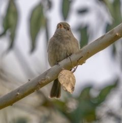 Pachycephala pectoralis at Kambah, ACT - 24 Jul 2021 10:10 AM