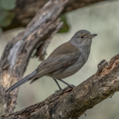 Colluricincla harmonica (Grey Shrikethrush) at Kambah, ACT - 24 Jul 2021 by trevsci