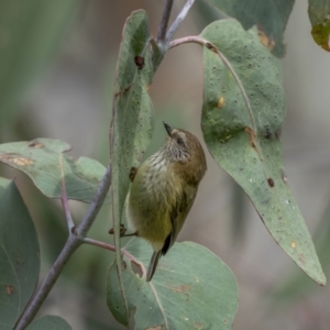 Acanthiza lineata at Kambah, ACT - 24 Jul 2021 11:52 AM