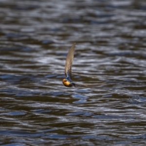 Hirundo neoxena at Kambah, ACT - 24 Jul 2021 01:15 PM