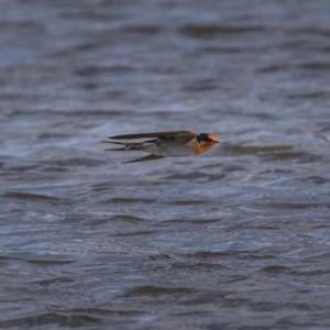 Hirundo neoxena at Kambah, ACT - 24 Jul 2021 01:15 PM