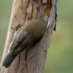 Cormobates leucophaea at Kambah, ACT - 24 Jul 2021 11:45 AM