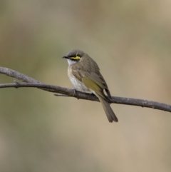 Caligavis chrysops (Yellow-faced Honeyeater) at Kambah, ACT - 23 Jul 2021 by trevsci