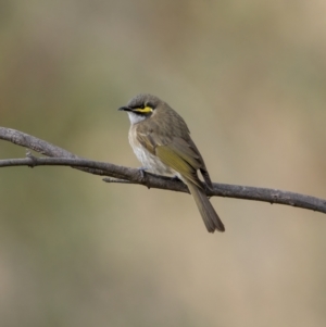 Caligavis chrysops at Kambah, ACT - 24 Jul 2021