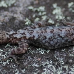 Amalosia lesueurii (Lesueur's Velvet Gecko) at Blue Mountains National Park, NSW - 20 Oct 2006 by PatrickCampbell