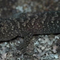 Amalosia lesueurii (Lesueur's Velvet Gecko) at Blue Mountains National Park, NSW - 2 Aug 2021 by PatrickCampbell