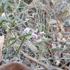 Hovea heterophylla (Common Hovea) at Denman Prospect, ACT - 30 Jul 2021 by HannahWindley