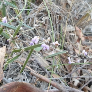 Hovea heterophylla at Denman Prospect, ACT - 30 Jul 2021