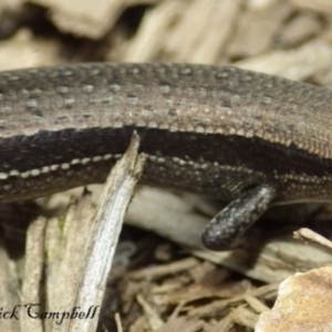 Lampropholis guichenoti at Blue Mountains National Park, NSW - 24 Feb 2018