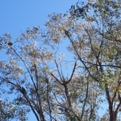 Callocephalon fimbriatum (Gang-gang Cockatoo) at Stromlo, ACT - 30 Jul 2021 by HannahWindley