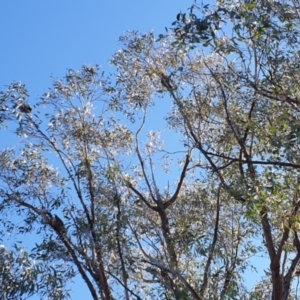 Callocephalon fimbriatum at Stromlo, ACT - suppressed