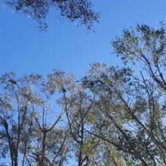 Callocephalon fimbriatum at Stromlo, ACT - suppressed