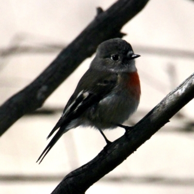 Petroica boodang (Scarlet Robin) at Table Top, NSW - 30 Jul 2021 by PaulF