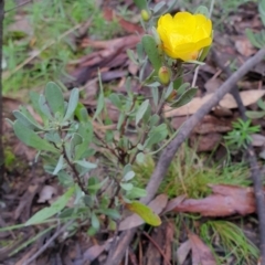 Hibbertia obtusifolia (Grey Guinea-flower) at Denman Prospect 2 Estate Deferred Area (Block 12) - 1 Jul 2021 by HannahWindley