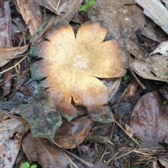 Scleroderma sp. (Scleroderma) at Denman Prospect 2 Estate Deferred Area (Block 12) - 1 Jul 2021 by HannahWindley