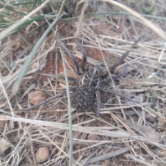 Tasmanicosa sp. (genus) (Tasmanicosa wolf spider) at Jerrabomberra, ACT - 28 Apr 2021 by HannahWindley