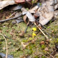 Lichenomphalia chromacea (Yellow Navel) at Denman Prospect 2 Estate Deferred Area (Block 12) - 1 Jul 2021 by HannahWindley