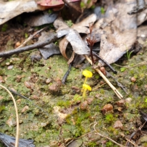 Lichenomphalia chromacea at Denman Prospect, ACT - 1 Jul 2021