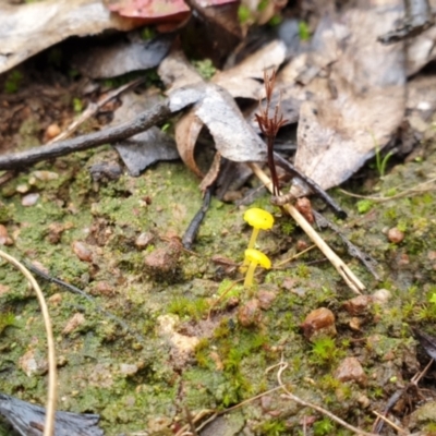 Lichenomphalia chromacea (Yellow Navel) at Denman Prospect, ACT - 1 Jul 2021 by HannahWindley