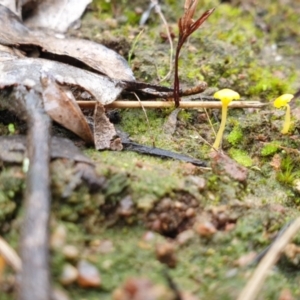 Lichenomphalia chromacea at Denman Prospect, ACT - 1 Jul 2021