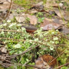 Cladonia sp. (genus) (Cup Lichen) at Denman Prospect 2 Estate Deferred Area (Block 12) - 1 Jul 2021 by HannahWindley