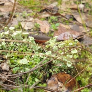 Cladonia sp. (genus) at Denman Prospect, ACT - 1 Jul 2021