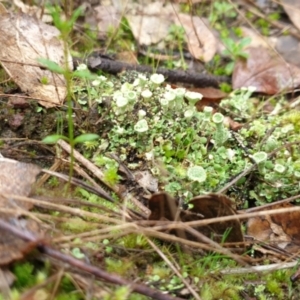 Cladonia sp. (genus) at Denman Prospect, ACT - 1 Jul 2021