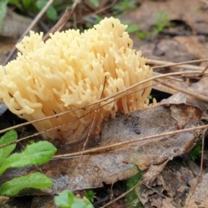 Ramaria sp. at Denman Prospect, ACT - 1 Jul 2021