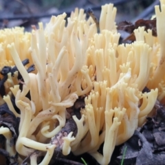 Ramaria sp. at Denman Prospect, ACT - 1 Jul 2021