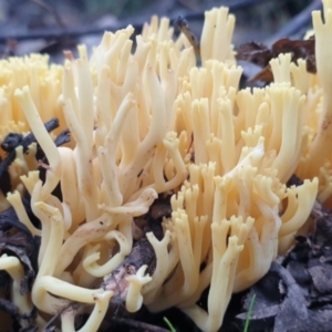 Ramaria sp. at Denman Prospect, ACT - 1 Jul 2021