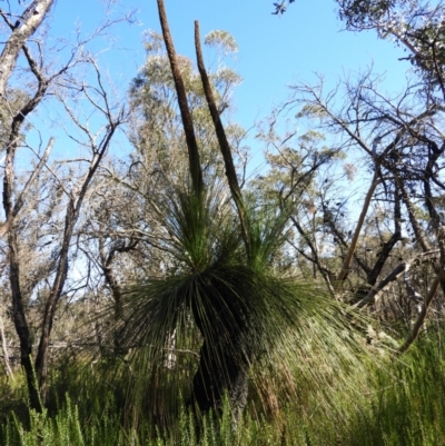 Xanthorrhoea australis (Austral Grass Tree, Kangaroo Tails) at Bundanoon, NSW - 21 Jul 2021 by MatthewFrawley