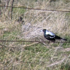 Gymnorhina tibicen (Australian Magpie) at West Wodonga, VIC - 2 Aug 2021 by Darcy