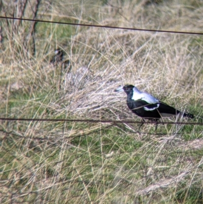 Gymnorhina tibicen (Australian Magpie) at West Wodonga, VIC - 2 Aug 2021 by Darcy