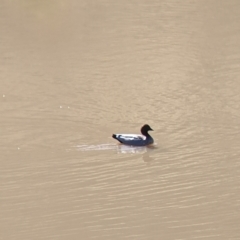 Chenonetta jubata (Australian Wood Duck) at West Wodonga, VIC - 2 Aug 2021 by Darcy