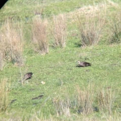 Anas superciliosa (Pacific Black Duck) at West Wodonga, VIC - 2 Aug 2021 by Darcy