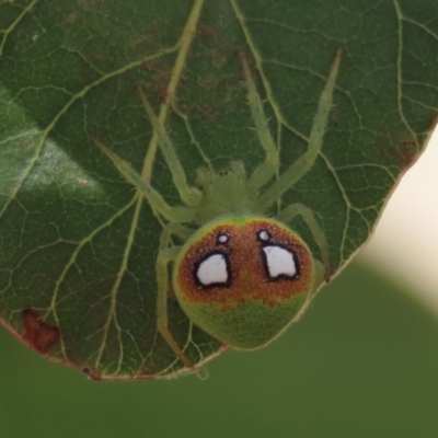 Araneus circulissparsus (species group) (Speckled Orb-weaver) at Garran, ACT - 7 Feb 2021 by AndyRoo