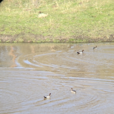 Chenonetta jubata (Australian Wood Duck) at West Wodonga, VIC - 2 Aug 2021 by Darcy